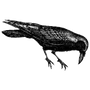 finacus1 profile
