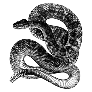 Edward Rolfes profile picture