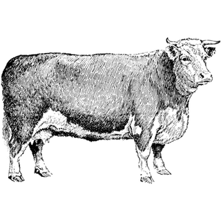 AiWoIugewa profile picture