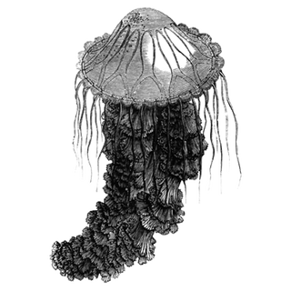 Thomas Jenkins profile picture