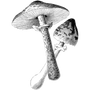 hugoarvan profile