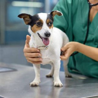 24 Hour Emergency Vet Singapore profile picture
