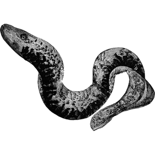 Steel craft profile picture