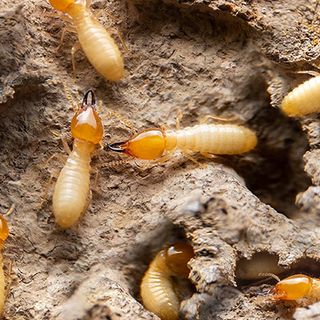 M&R Termite Solutions profile picture