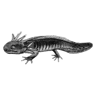 xekidex profile picture