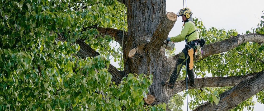 Cover image for When Is the Right Time for Tree Removal?
