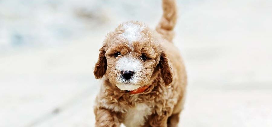 Cover image for How Can You Choose Healthy Goldendoodle Puppies?