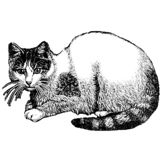 om ku profile picture