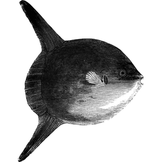 noneti profile picture