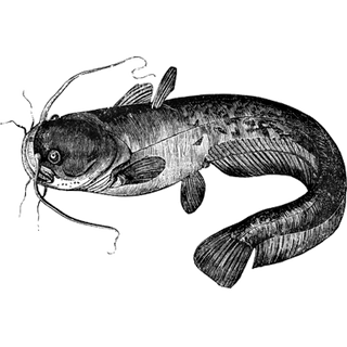 RaymodFish profile picture