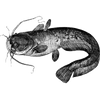 raymodfish profile image