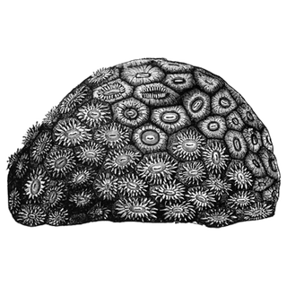 Jhon Tevoy profile picture