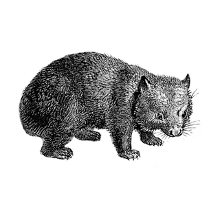 cujaluka profile picture