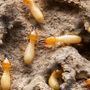 mrtermite profile
