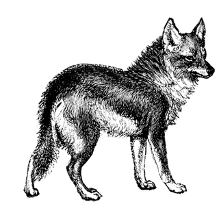 Syna World profile picture