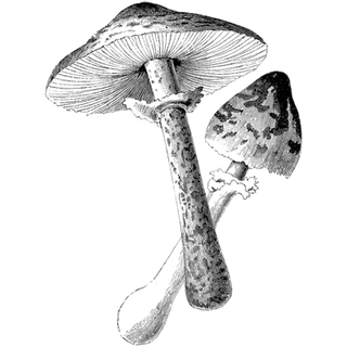 Aneke Chinonso  profile picture