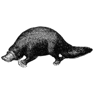 saikkarls profile picture