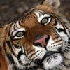 ozzewet profile image