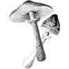 hugoarvan profile image