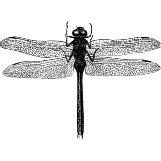 daxad  profile picture