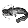 anaschona profile