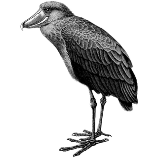 Addilyn Rollins profile picture