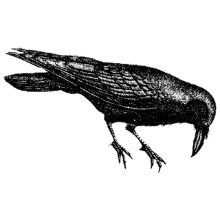 Finacus profile picture