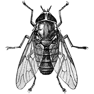 Springfields profile picture