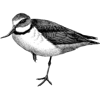 Lance Johnson profile picture