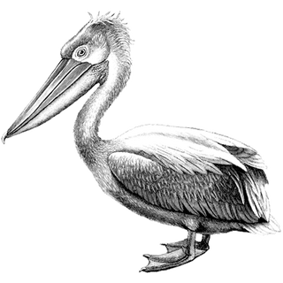 Hugh Jackman profile picture