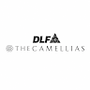 dlfcamellias profile