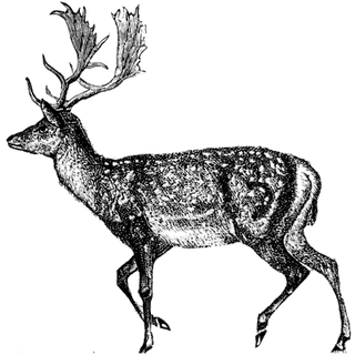 vesasi profile picture