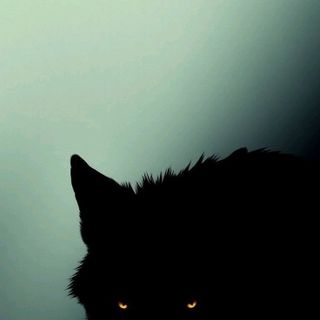 Wolf of Money street profile picture