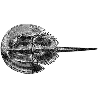 cyneruler profile picture