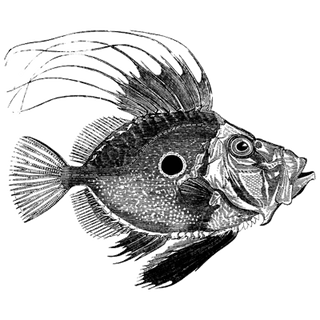 Megan Watkins profile picture