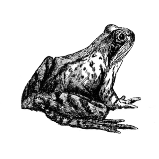 lakkaon profile picture