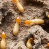 mrtermite profile image