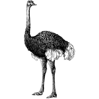 Sam Henry profile picture