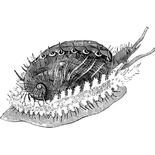 Adarsh Rosewood profile picture